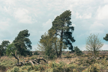 Pines in heather landscape under cloudy sky.