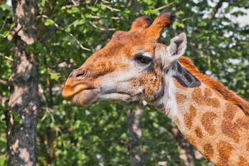 Obraz premium Head of a giraffe on a background of green. cute animal