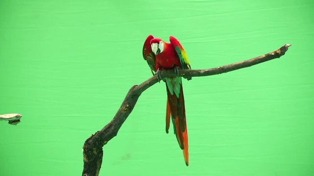 parrot macaw on a green background