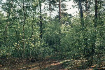 Trees and vegetation of forest in early morning sunlight in spring.