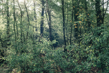 Trees and vegetation of forest in early morning sunlight in spring.