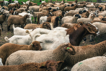 Herd of sheep waiting in sheepfold.