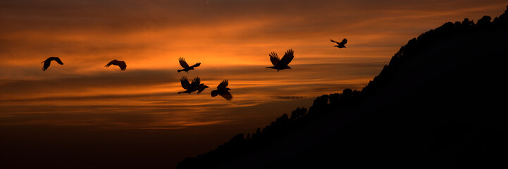 Birds in flight, Mount Triund, India