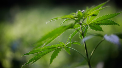 The backlit, evening light hemp leaves.Hemp in the vast southern regions of the country.Green leaves glow in the sun.Forest hygrophilous and shade-tolerant species.