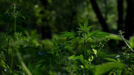 The backlit, evening light hemp leaves.Hemp in the vast southern regions of the country.Green...