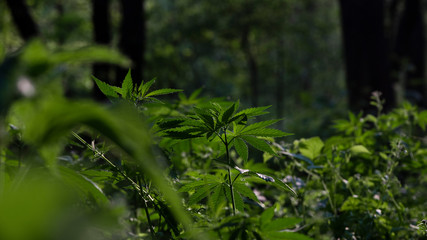 The backlit, evening light hemp leaves.Hemp in the vast southern regions of the country.Green...