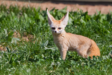 Cute  fox Fenech (Exupery novel, little prince) on the green grass.