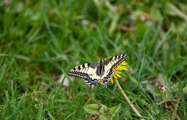 Schwalbenschwanz, Papilio machaon