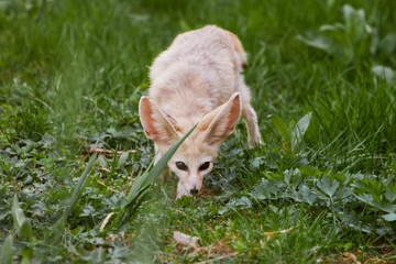 Cute  fox Fenech (Exupery novel, little prince) on the green grass.