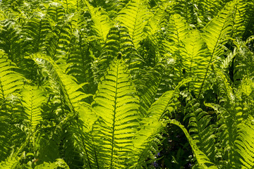 Green fern leaves in contoured sunlight as a natural background