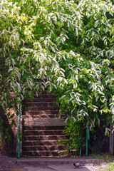 Old park stairs hidden under the under branches of blossoming bird cherry. Beautiful and mysterious corner in the middle of the urban environment.