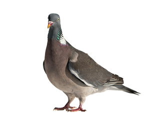 Close up side view of common european wood pigeon facing left with head stretching up and isolated on white background