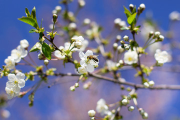 A bee flies over a branch of flowering cherry in the garden. Bee pollinates cherry. Bee sits on a spring flower