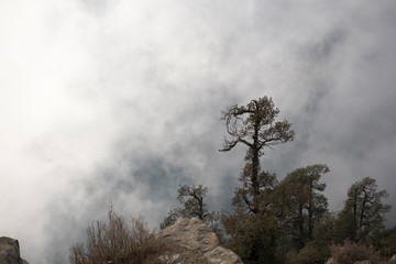 Clouds over trees in Mount Triund, India
