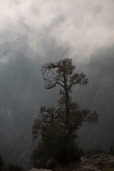 Clouds over trees in Mount Triund, India