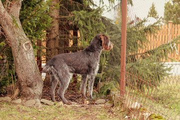 Female bohemian wire looking out for her owner or some people come on road. Adorable puppy stands at attention near by fence.