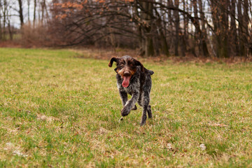 Czech pointer enjoys her freedom in wild nature after leaves the yard. Hunting dog with funny expression in meadow.