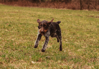 Cesky fousek, Czech gun dog frolic in wildlife. She has white and brown fur. Czech pointer jumps...