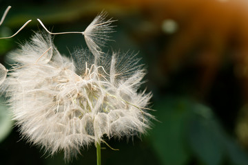 dandelion seeds close up blowing in green background