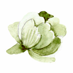Watercolor hand drown plant. Botanical illustration on white background