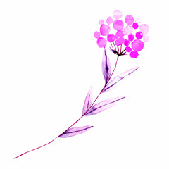 Obraz premium Watercolor hand drown plant. Botanical illustration on white background
