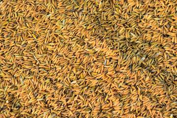 Low quality paddy seeds because of the impurities from the farmers' production process causing the price to fall