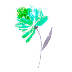 Watercolor hand drown plant. Botanical illustration on white background