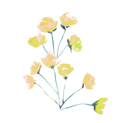 Obraz na płótnie Canvas Watercolor hand drown plant. Botanical illustration on white background