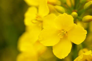 macrophotography of rapeseed flower with yellow stamens