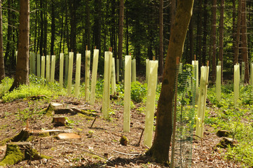 seedlings in a forest glade protected with tree shelters