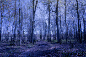 Obraz premium A forest is reborn in the spring.