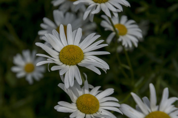 Bellis perennis  daisy © shige_u