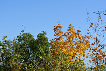 Orange and yellow maple leaves among trees with green foliage. The beginning of autumn.