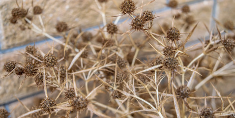 Steppe Thorn in the background of a brick wall on a sunny day closeup