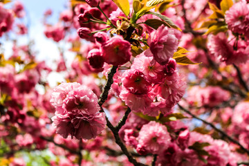 Cherry blossom in Japan 