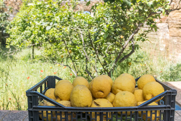 Fresh sicilian lemons in a box. Freshly harvested lemons