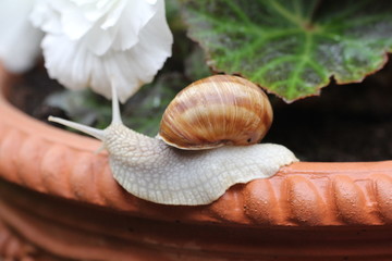 weinbergschnecke