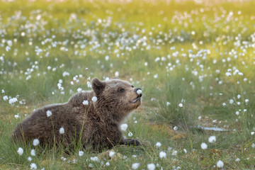 Young brown bear is lying in the Finnish bog in the summer evening