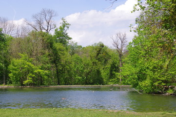 Forest lake in spring