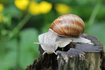 weinbergschnecke