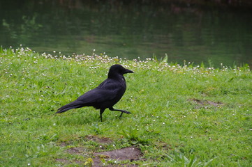 Crow on the lawn