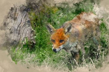 Watercolor painting of Stunning image of red fox vulpes vulpes in lush Summer countryside landscape