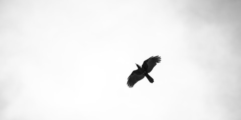 Birds in flight, Mount Triund, India
