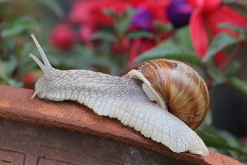 weinbergschnecke