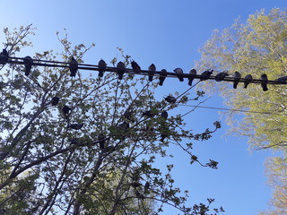 tree and blue sky
