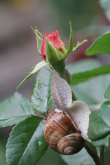 weinbergschnecke