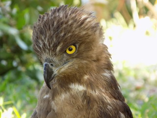 Close up on snake eagle