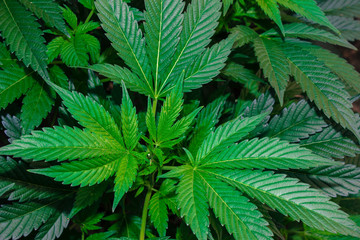 Fototapeta na wymiar Jah Works Medical Cannabis Plants Herbs the Healing of the Nations.