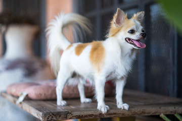 Long hair chihuahua dog on table