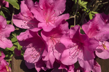 Rhododendron; Azalea; Alpenrose